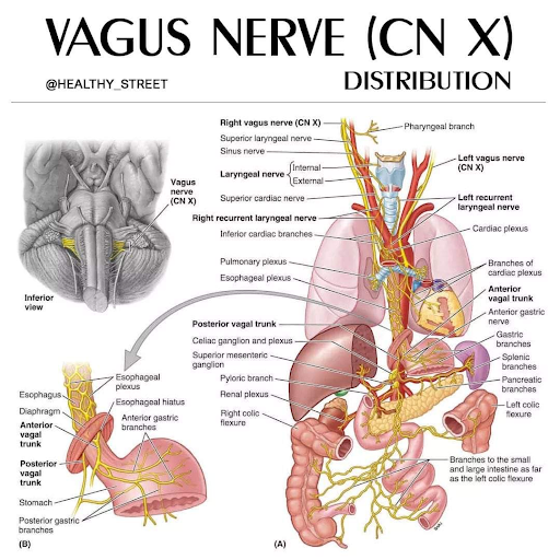 A graphic illustrates the function of the vagus nerve.